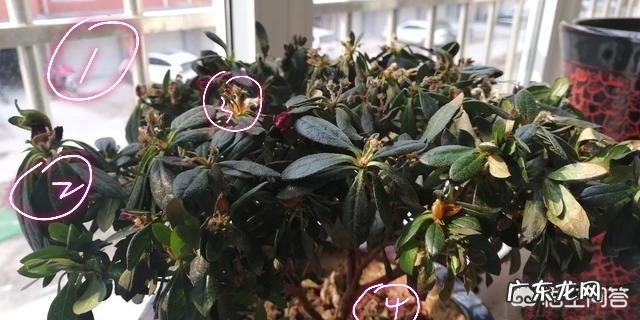 杜鹃花的叶子枯萎掉落,能救吗?怎么救?