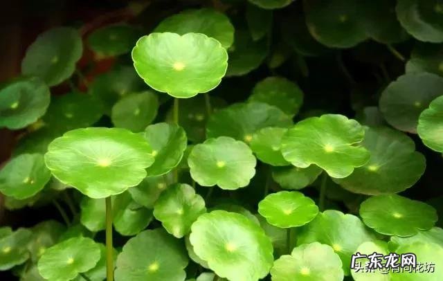 夏天养铜钱草,为什么养着养着就叶子就蔫了?