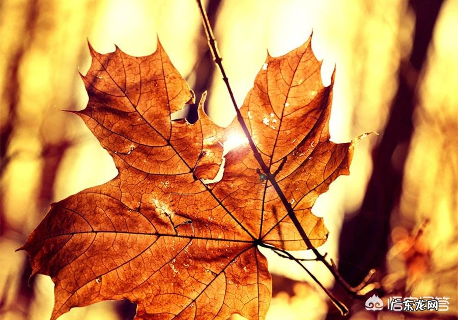 如何用摄影作品表现“一抹阳光”?