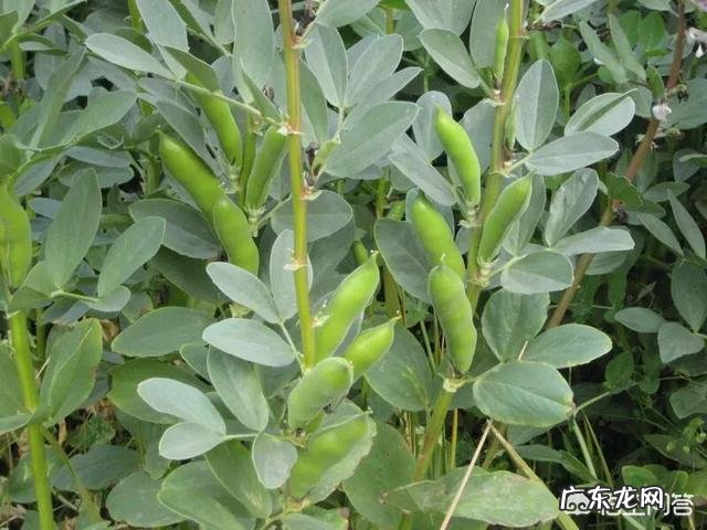 蚕豆怎么做好吃?