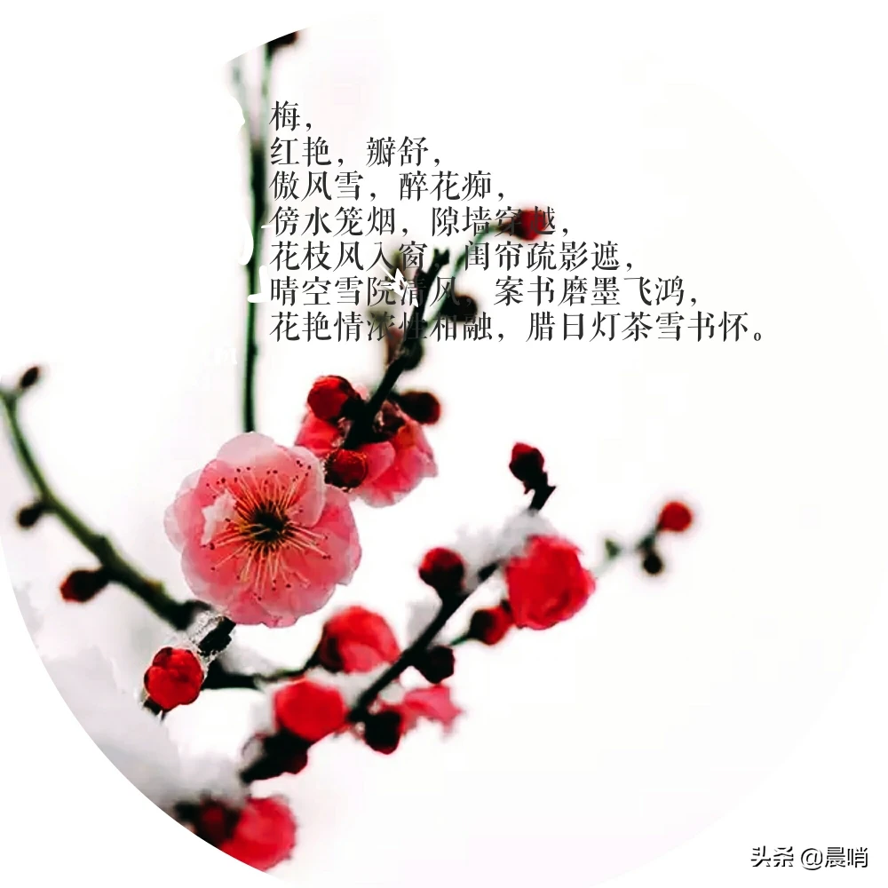 你读过哪些赞美梅花精神的诗词?作者是谁?