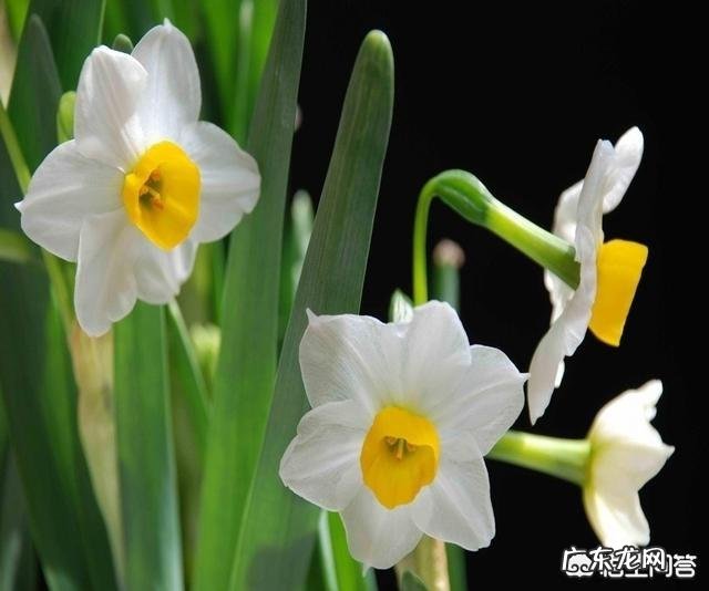 水仙开花后怎么处理?