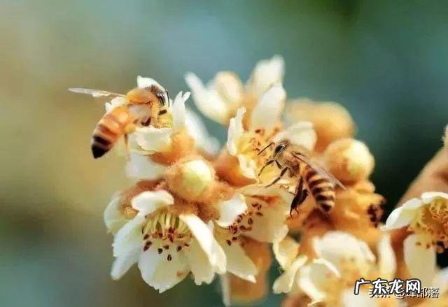 枇杷吃多了对身体有什么影响 枇杷吃多了有什么坏处吗