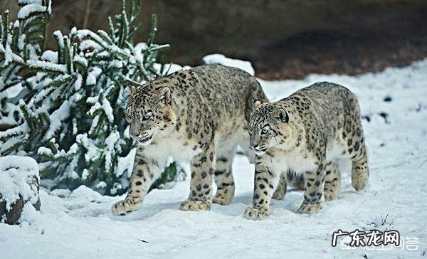 雪山之王是藏獒还是雪豹？纯种藏獒斗得过猛兽吗？