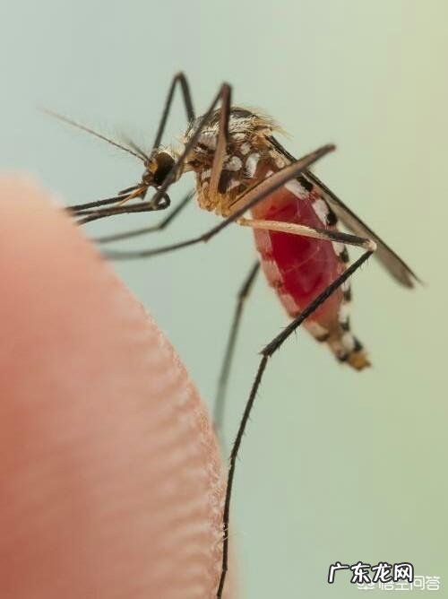 有人说爱吃甜食的人招蚊子,这种说法科学吗?为什么?