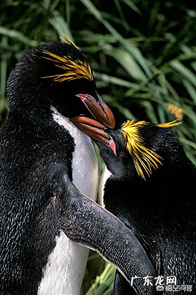 地球之南有哪些神奇动物?