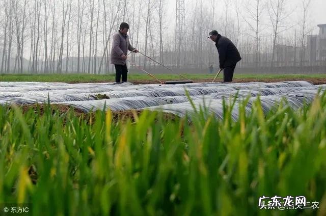 春分后,农村菜园子里可以种植哪些蔬菜?