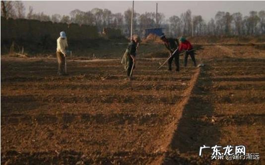 春分后,农村菜园子里可以种植哪些蔬菜?