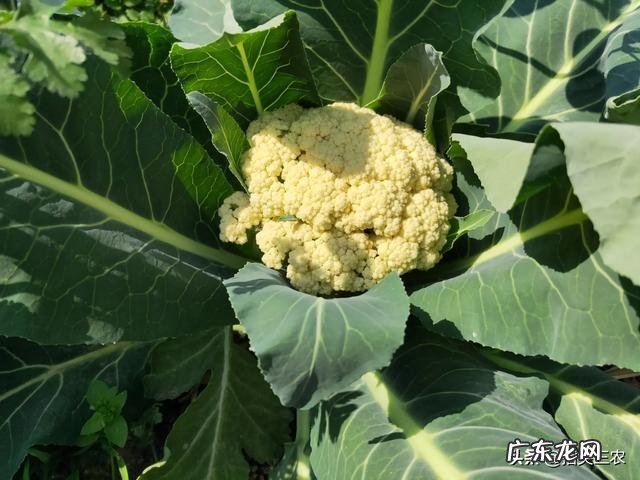 春分后,农村菜园子里可以种植哪些蔬菜?