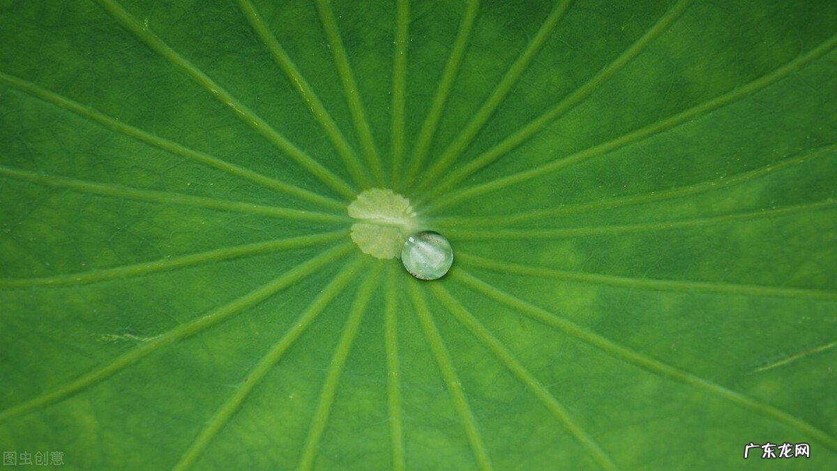 立根原在破岩中的上一句 五千仞岳上摩天是什么意思