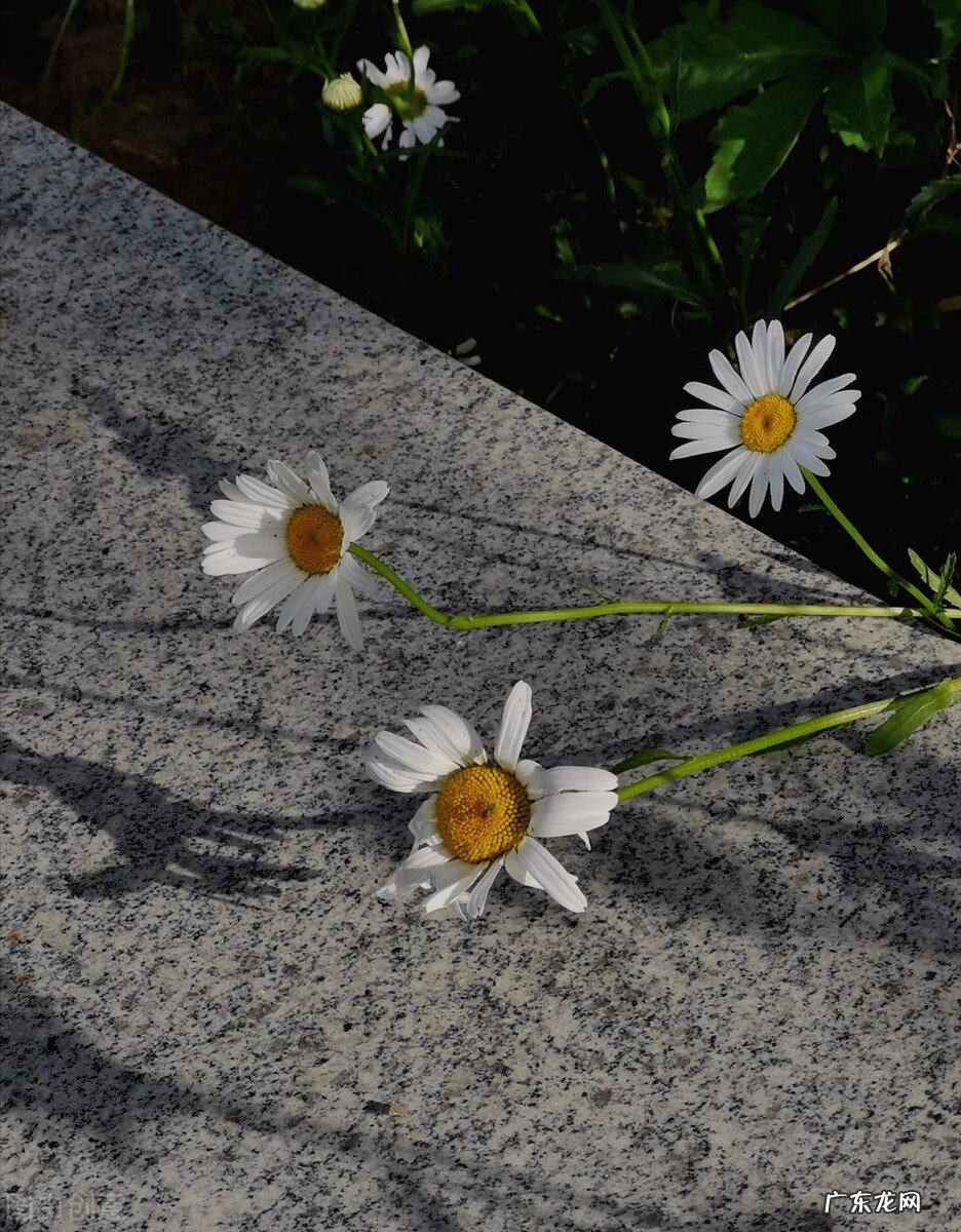 立根原在破岩中的上一句 五千仞岳上摩天是什么意思