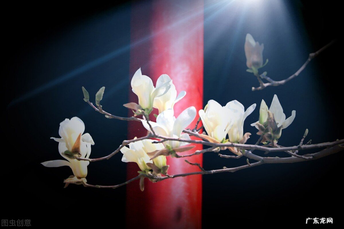 立根原在破岩中的上一句 五千仞岳上摩天是什么意思