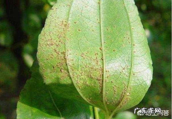 青枣是不是北方的大枣它怎样种植呢?