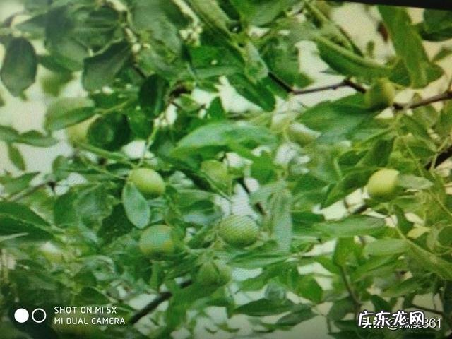 青枣是不是北方的大枣它怎样种植呢?