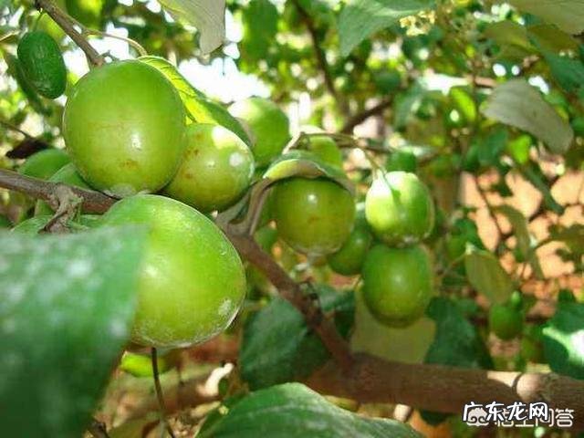 青枣是不是北方的大枣它怎样种植呢?