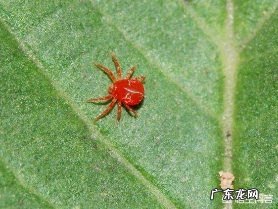 青枣是不是北方的大枣它怎样种植呢?