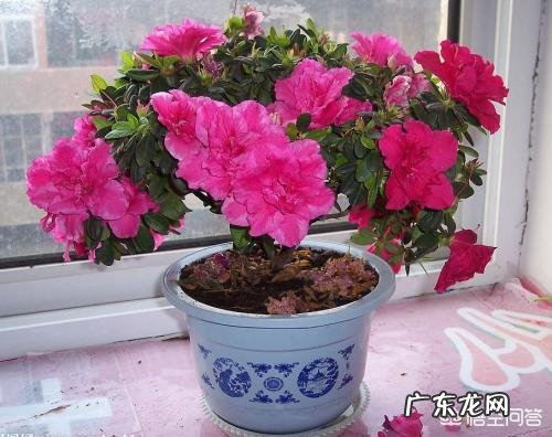 杜鹃花在室内没有阳光,用什么灯光照射杜鹃花树比较好?