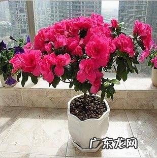 杜鹃花在室内没有阳光,用什么灯光照射杜鹃花树比较好?