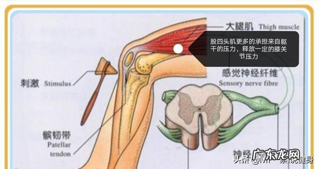深蹲练翘臀,臀没翘,腿粗了不少,这怎么回事?该怎么办?