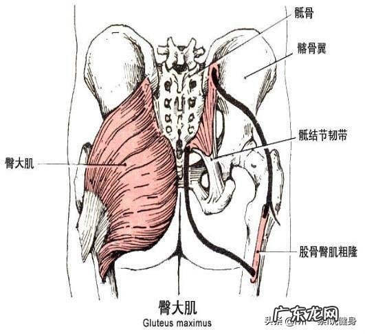 深蹲练翘臀，臀没翘，腿粗了不少，这怎么回事？该怎么办？
