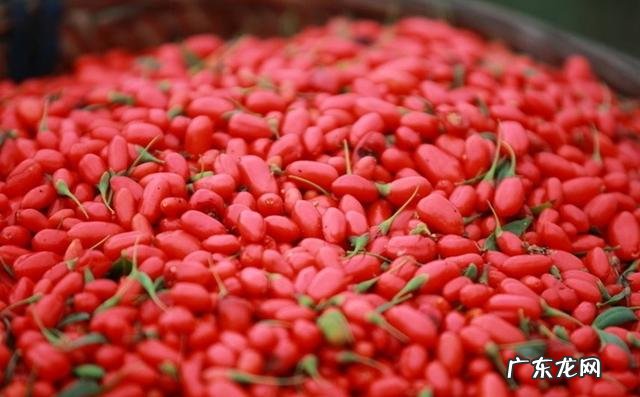 枸杞菊花泡水喝会上火吗？