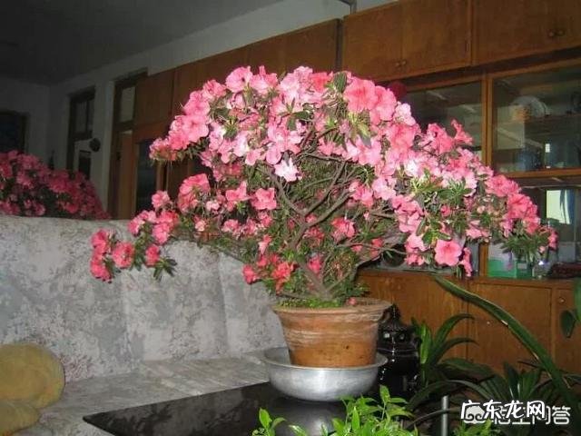 网购的杜鹃花的叶子全掉光了,还能活吗?