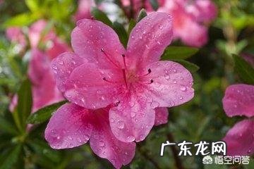 网购的杜鹃花的叶子全掉光了,还能活吗?