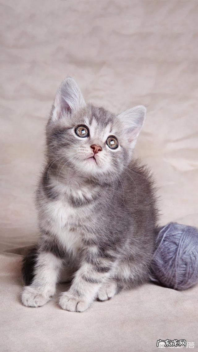 如何用几个词来形容下以下几位女明星,杨紫、章泽天、章子怡?