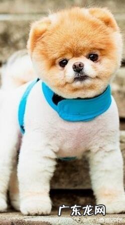 宠物毛发太难清理，有什么好方法？