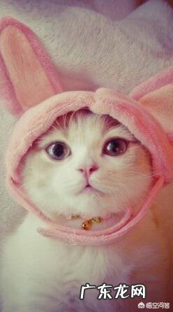 宠物毛发太难清理，有什么好方法？