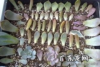 如何繁殖多肉植物?