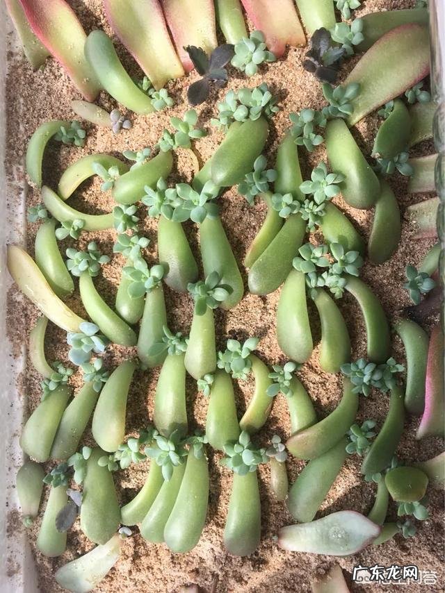 如何繁殖多肉植物?
