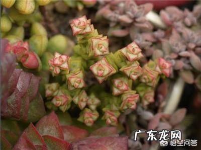 如何繁殖多肉植物?