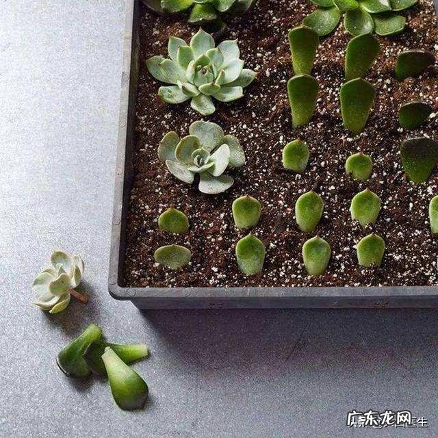 如何繁殖多肉植物?