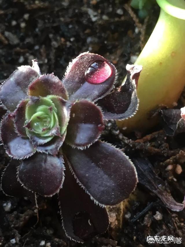 如何繁殖多肉植物?