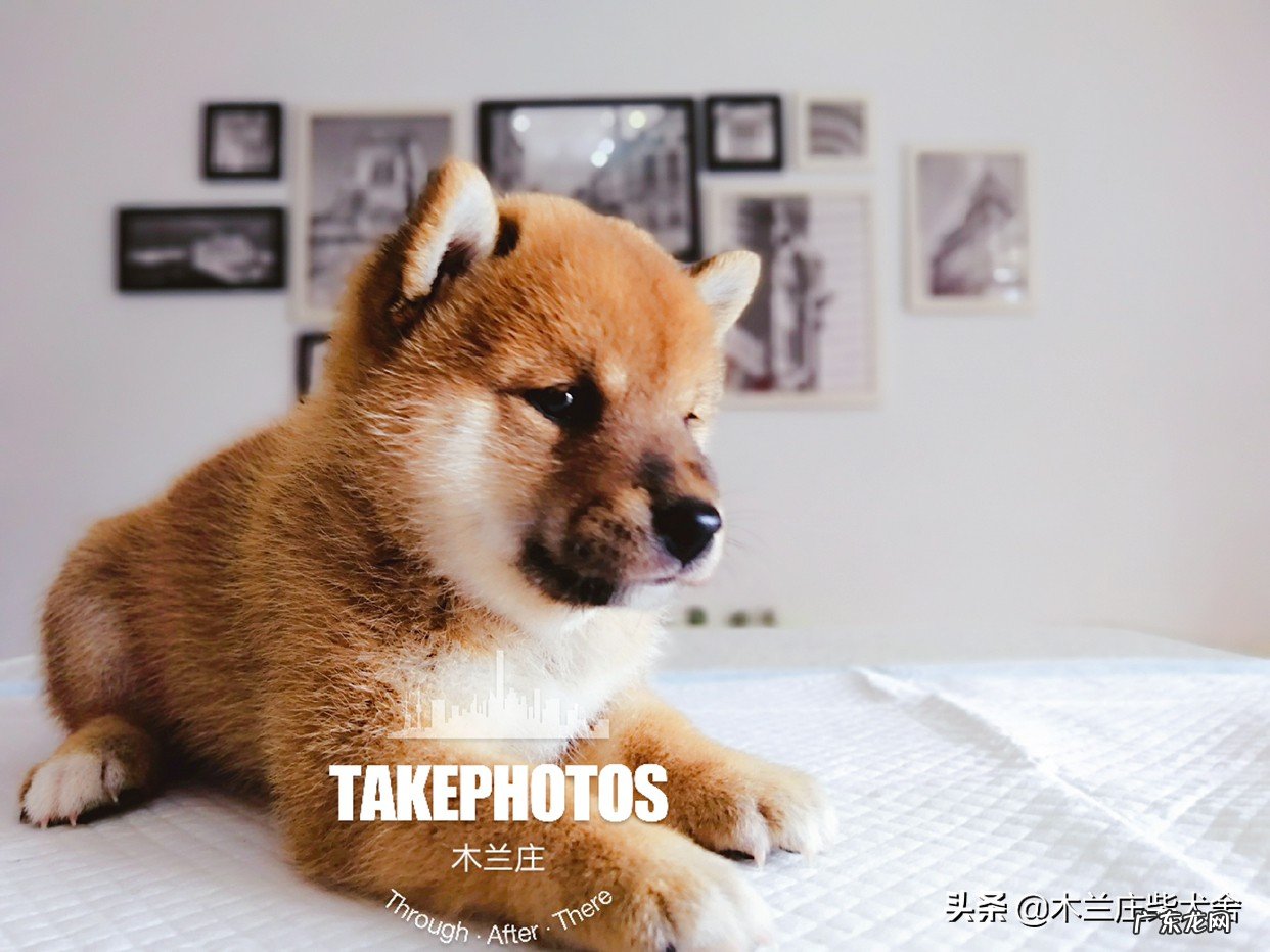 家里有宠物,工作一天,中午怎么喂它?