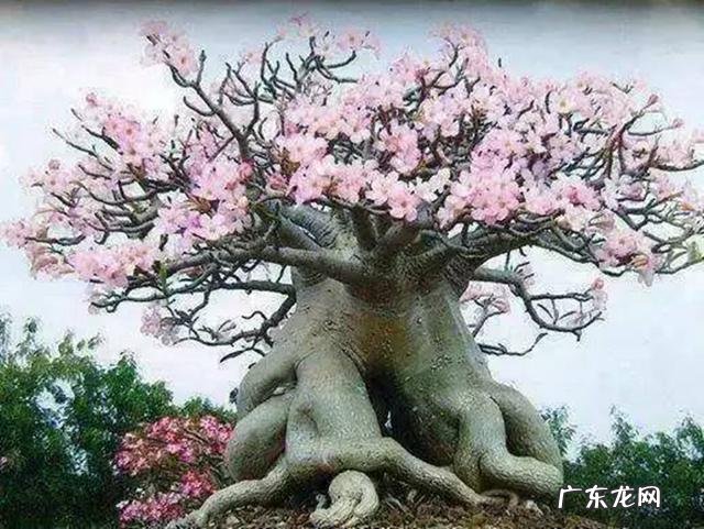 能不能论述一下自己是如何参加体育锻炼的?