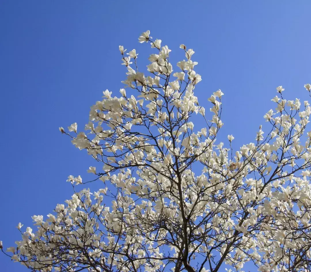 玄关银杏叶装饰风水 银杏叶摆件风水寓意
