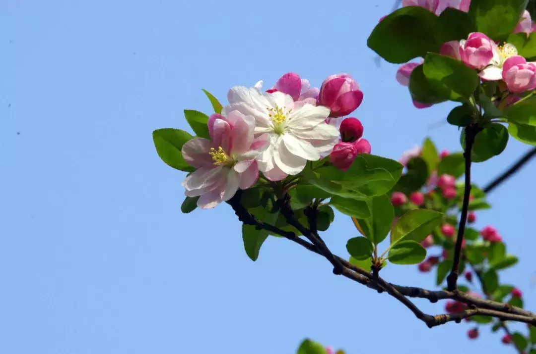 玄关银杏叶装饰风水 银杏叶摆件风水寓意