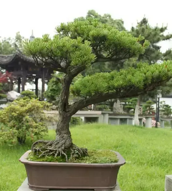 玄关银杏叶装饰风水 银杏叶摆件风水寓意