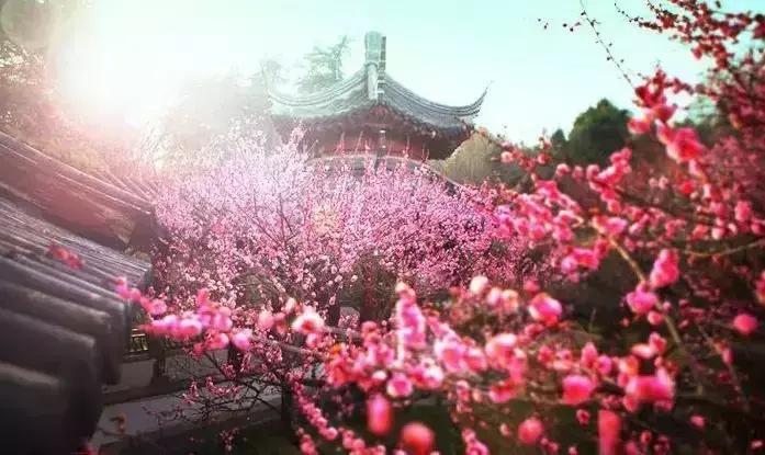 玄关银杏叶装饰风水 银杏叶摆件风水寓意