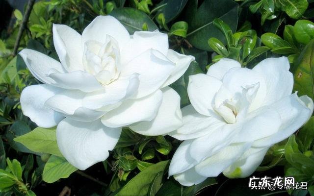 栀子花叶梗处发黑,片叶无光泽是怎么了?