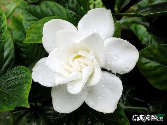 栀子花叶梗处发黑,片叶无光泽是怎么了?