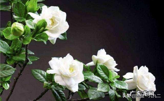 栀子花叶梗处发黑,片叶无光泽是怎么了?