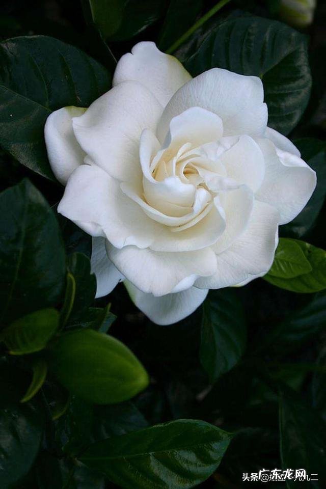 栀子花叶梗处发黑,片叶无光泽是怎么了?