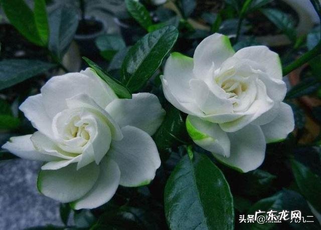 栀子花叶梗处发黑,片叶无光泽是怎么了?