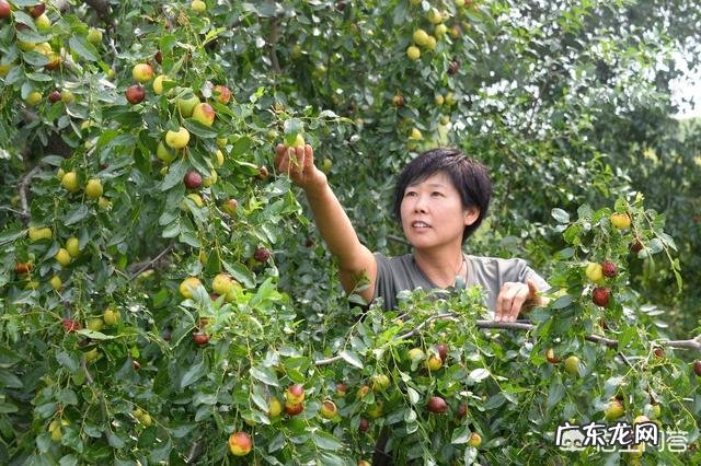 在农村自家种植的枣树,为什么结出的枣子不甜,跟吃棉花一样?