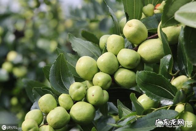 在农村自家种植的枣树,为什么结出的枣子不甜,跟吃棉花一样?