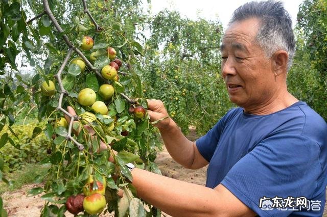 在农村自家种植的枣树,为什么结出的枣子不甜,跟吃棉花一样?