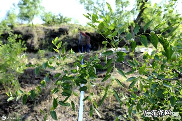 在农村自家种植的枣树,为什么结出的枣子不甜,跟吃棉花一样?